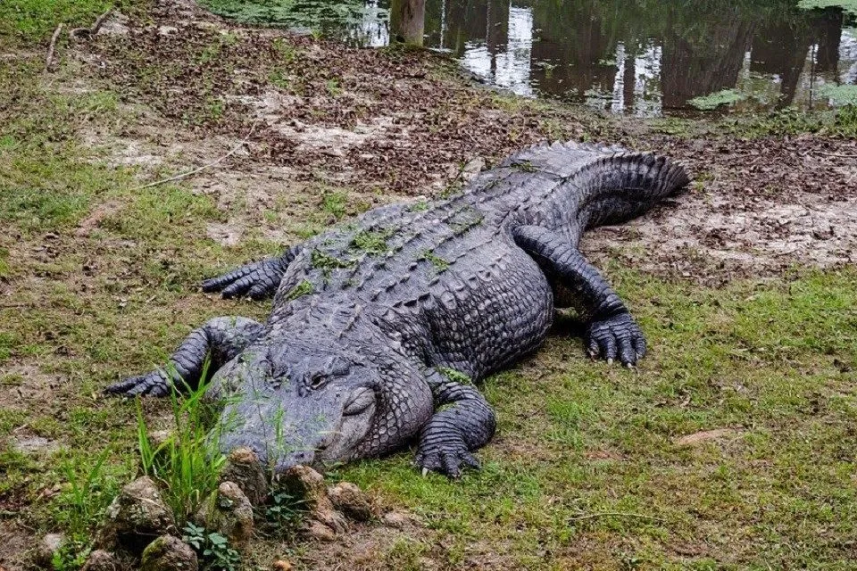 alligator-mississippiensis