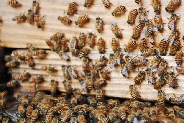 巣にいる大量のミツバチ