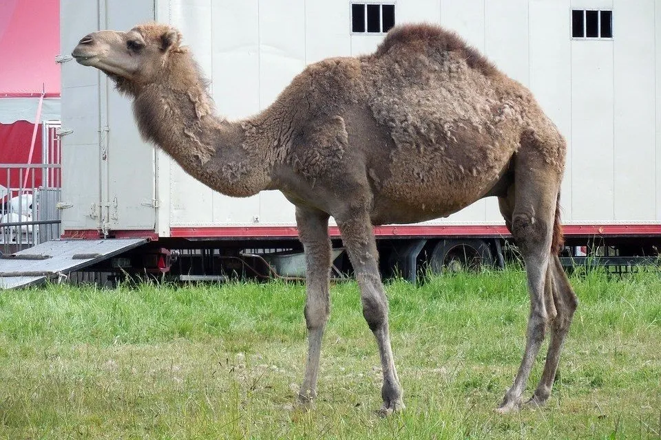 camelus-dromedarius