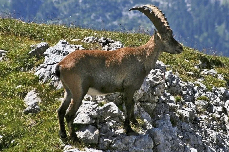 capra-ibex