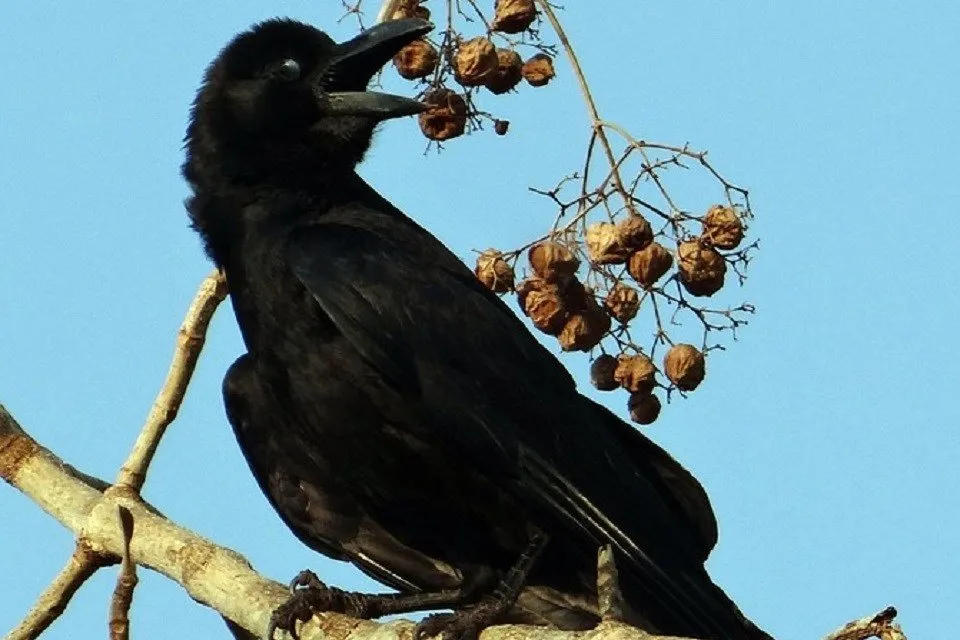 corvus-macrorhynchos