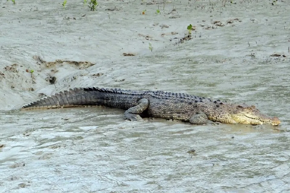 crocodylus-porosus