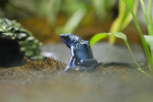 コバルトヤドクガエル 世界で最も美しいカエル 動物図鑑