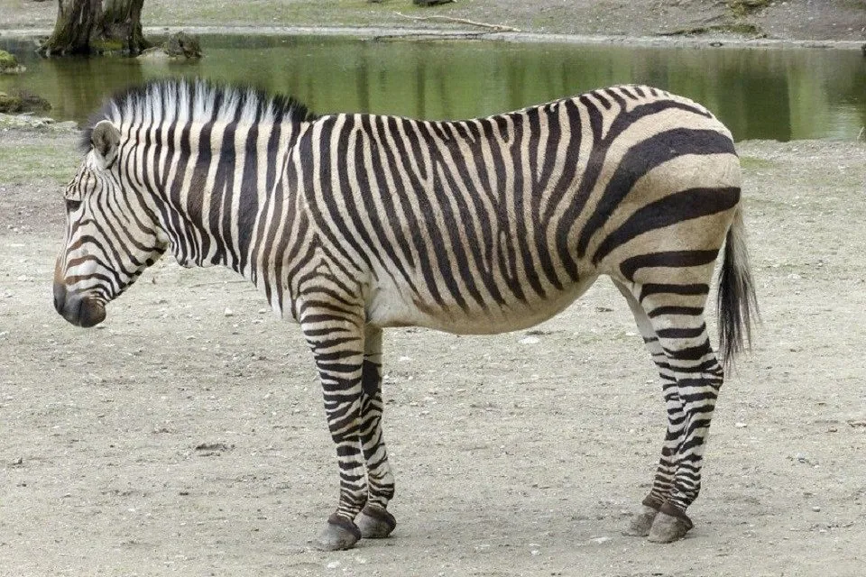 equus-zebra