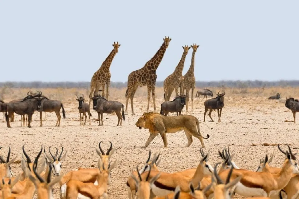 giraffa-camelopardalis