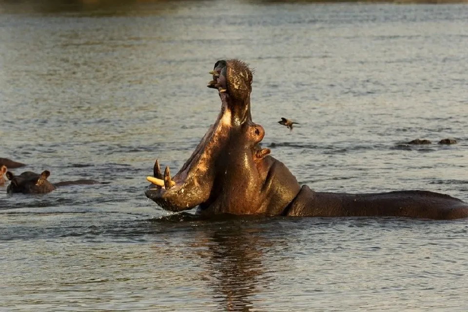 hippopotamus-amphibius