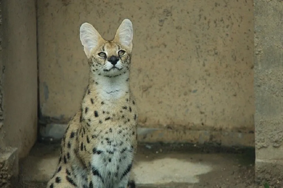 leptailurus-serval