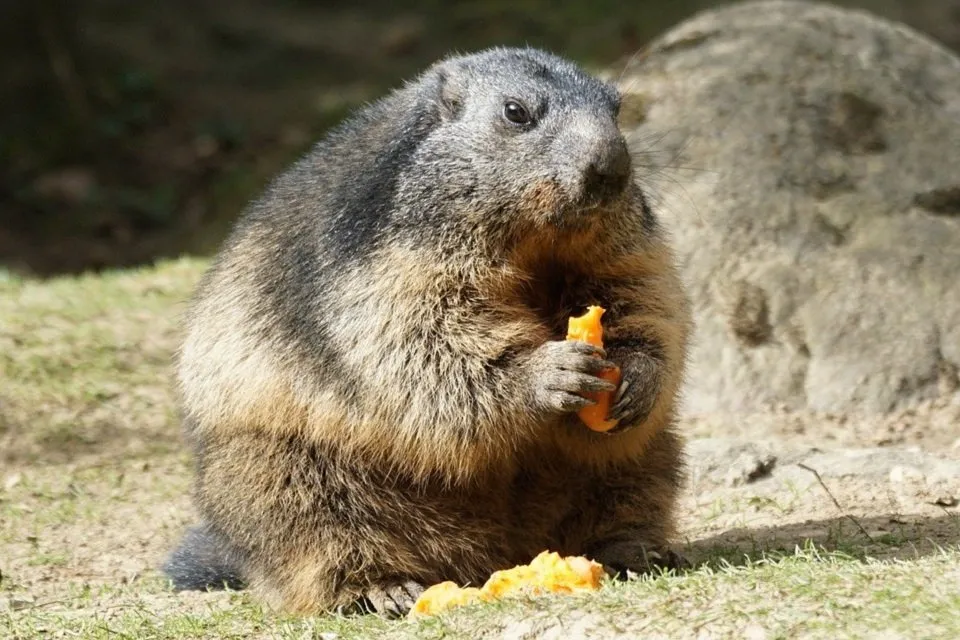 marmota-marmota