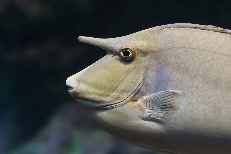 テングハギ 頭にツノの生えている魚 動物図鑑
