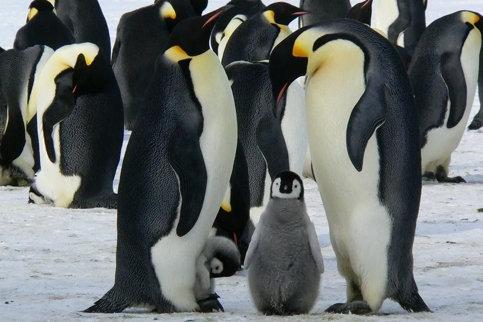 群れの親子ペンギン
