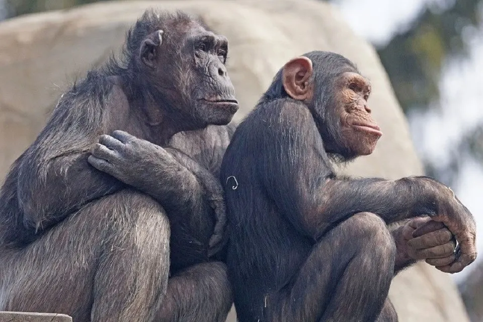 チンパンジー｜人間に最も近いサル ｜ 動物図鑑