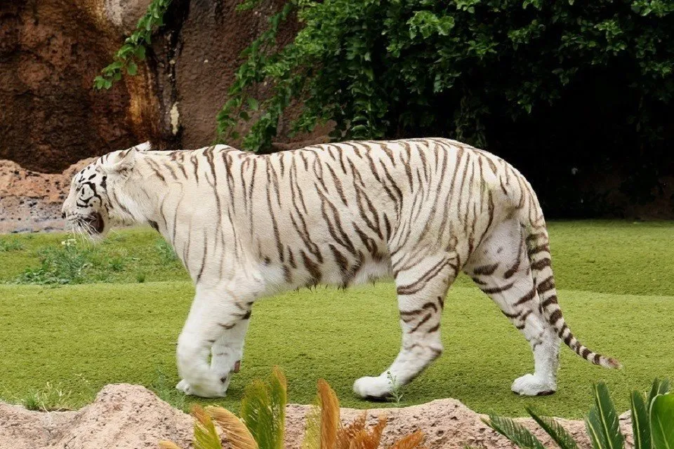 panthera-tigris-tigris