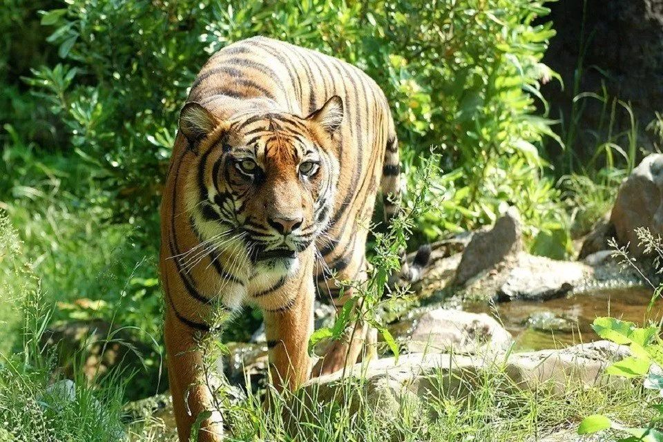 panthera-tigris