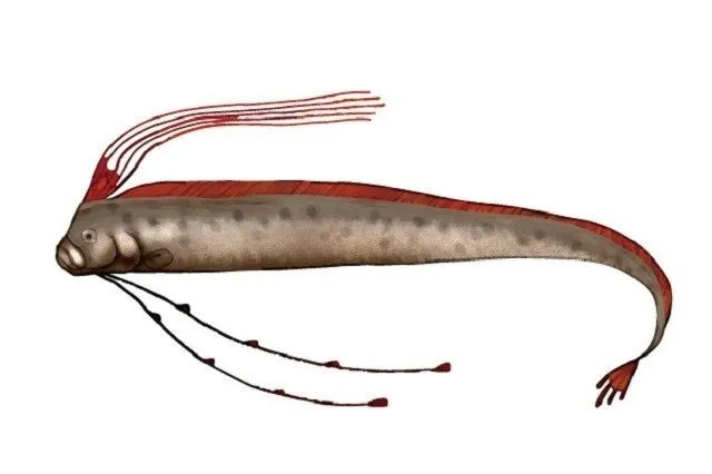 リュウグウノツカイ とても長い体を持つ深海魚 動物図鑑
