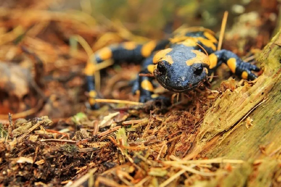 salamandra-salamandra