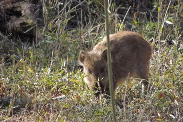 sus-scrofa-leucomystax