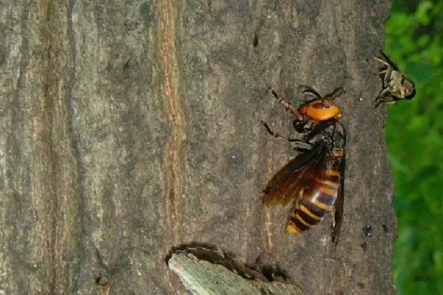 樹液を舐めるオオスズメバチ