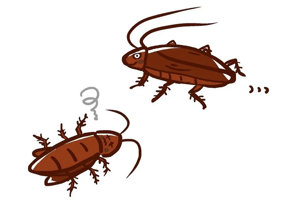 最強の害虫ゴキブリのおどろきの生態と対処法 雑学