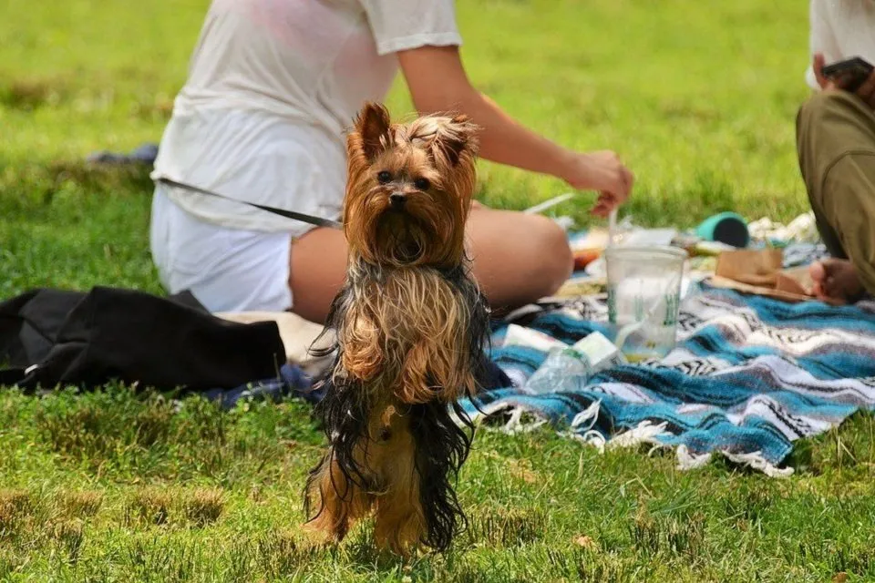 公園でピクニックする二人と犬