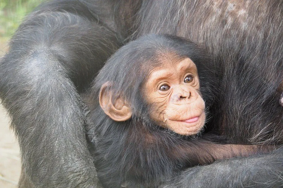 smile-chimpanzee