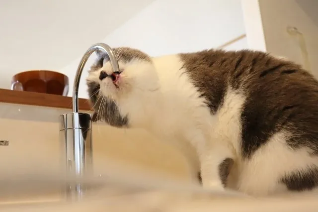 水道水を飲むネコ