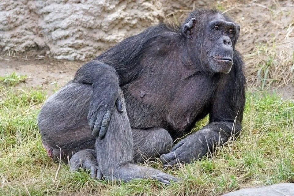 肉食 チンパンジー サルやチンパンジーが肉食獣に捕食されること