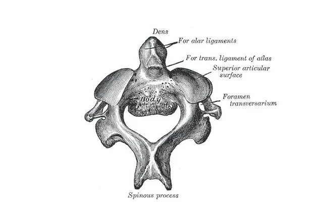second-cervical-vertebra