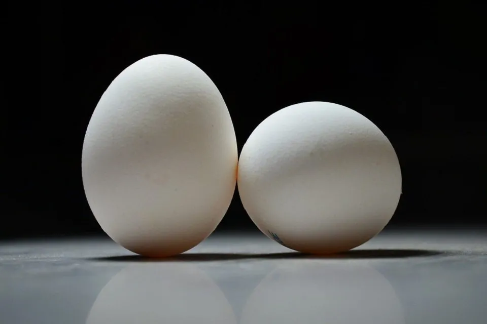 スーパーの卵を温めても孵化しない理由は無精卵だから 雑学