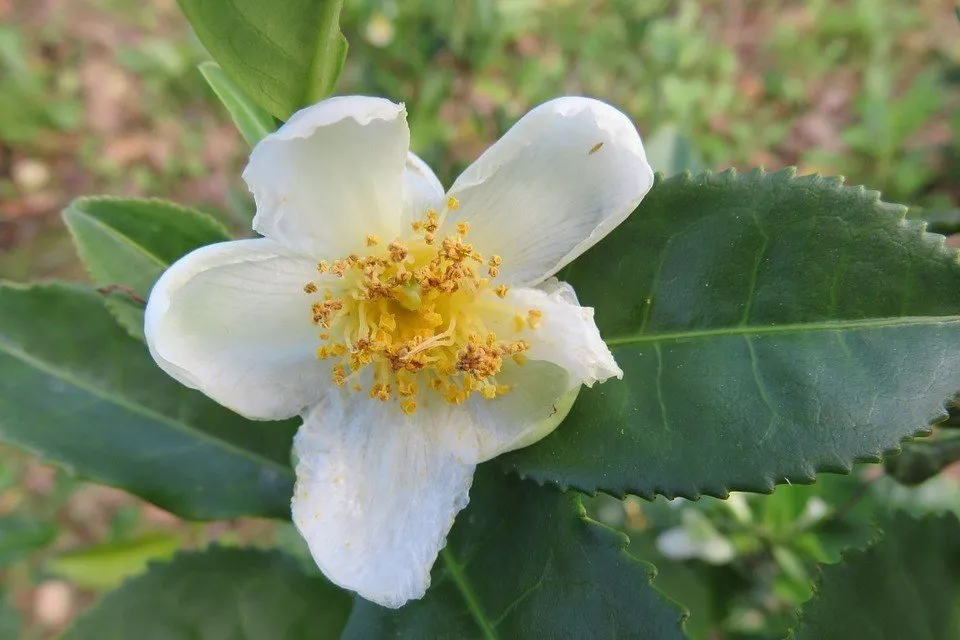 camelliasinensis